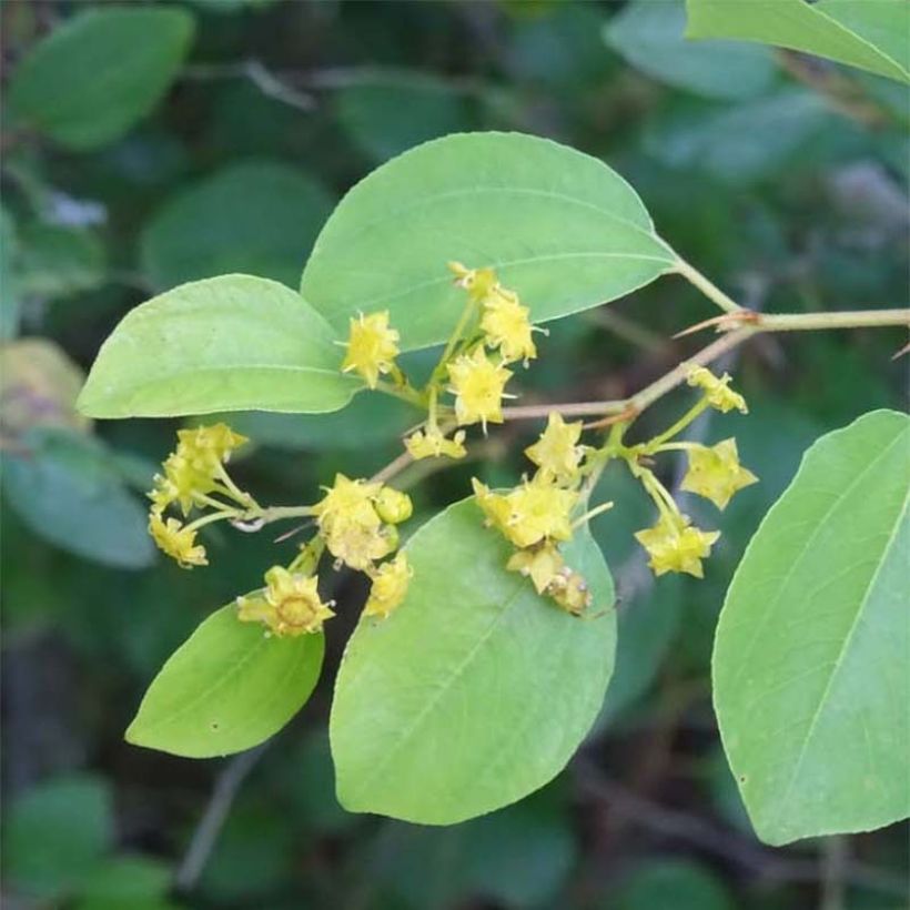 Paliurus spina-christi - Marruca (Fogliame)