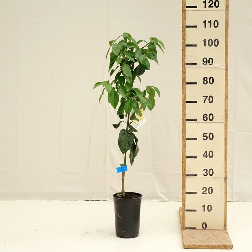 Citrus x paradisi - Pompelmo Vaso da 3L/4L, Multifusto esemplare consegnato in primavera