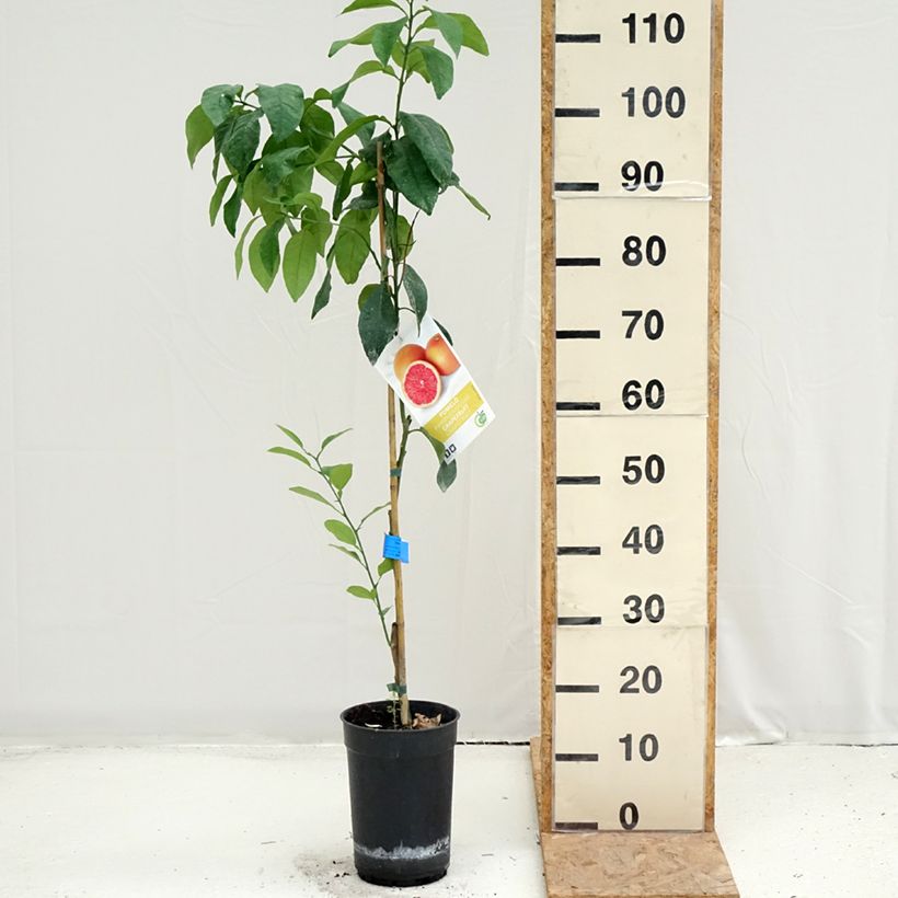 Esemplare di Citrus x paradisi - Pompelmo Vaso da 7,5L/10L, Vaso impalcato medio consegnato in estate