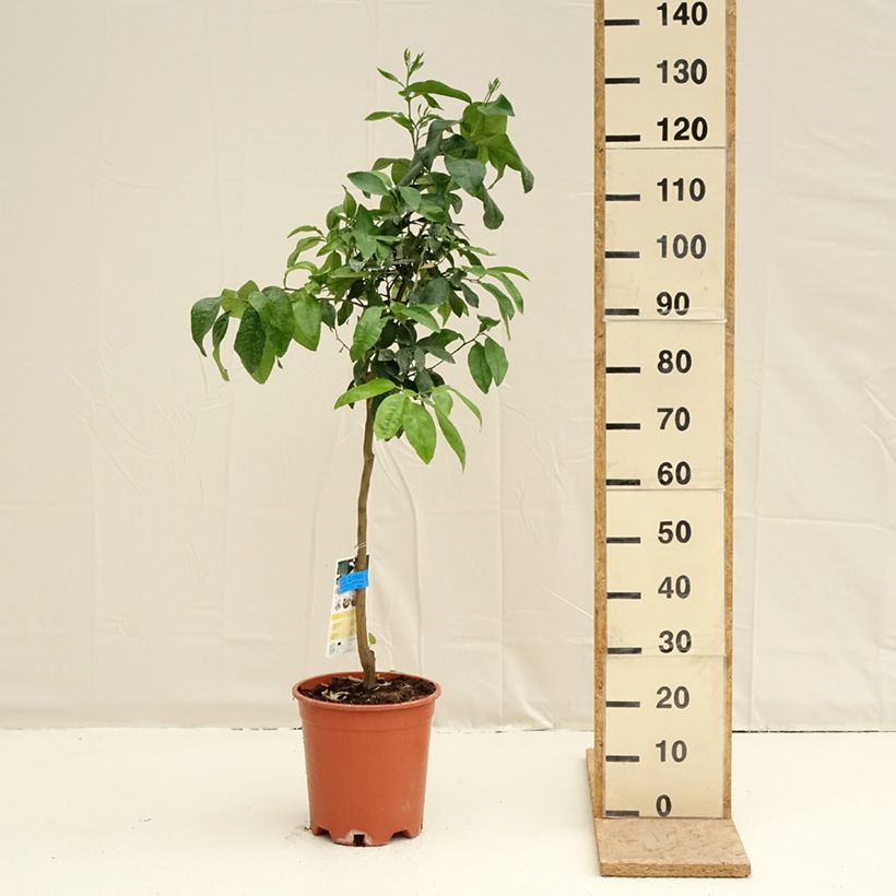 Citrus x paradisi - Pompelmo Vaso da 7,5L/10L, Vaso impalcato medio esemplare consegnato in primavera