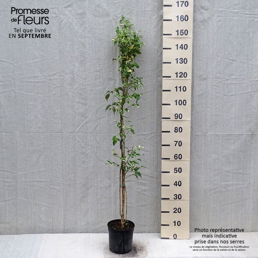 Esemplare di Pandorea jasminoïdes Variegata Vaso da 3L/4L come consegnato in autunno