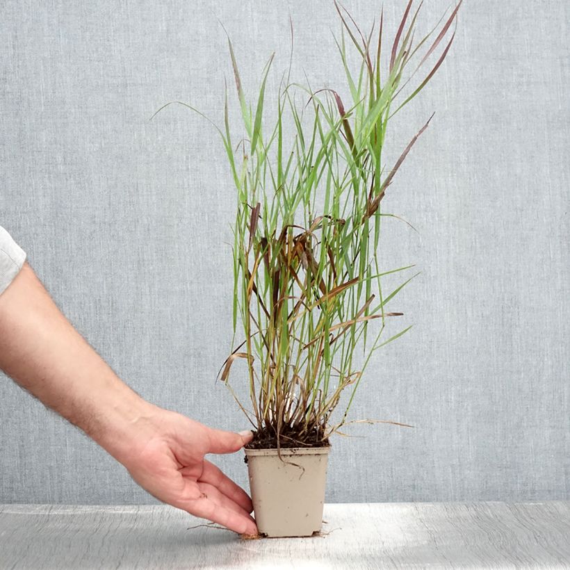 Esemplare di Panicum virgatum Cheyenne Sky Vasetto da 8/9 cm consegnato in estate
