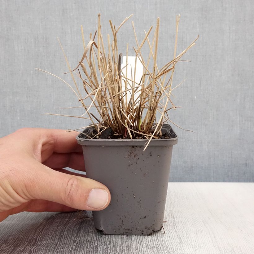 Panicum virgatum Cheyenne Sky Vasetto da 8/9 cm esemplare consegnato in primavera