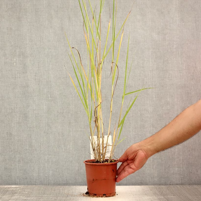 Esemplare di Panicum virgatum Cloud Nine Vaso da 1L/1,5L consegnato in estate