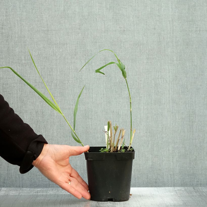 Esemplare di Panicum virgatum Dallas Blues Vaso da 2L/3L come consegnato in autunno