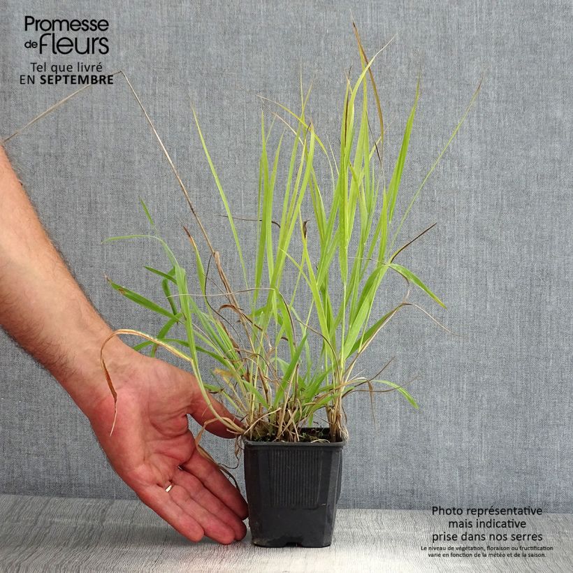 Esemplare di Panicum virgatum Hanse Herms Vasetto da 8/9 cm consegnato in estate