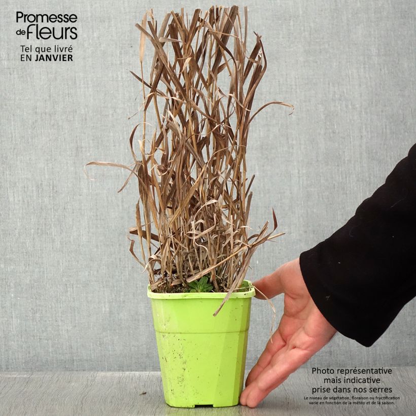 Panicum virgatum Hot Rod Vaso da 1,5L/2L esemplare consegnato in inverno