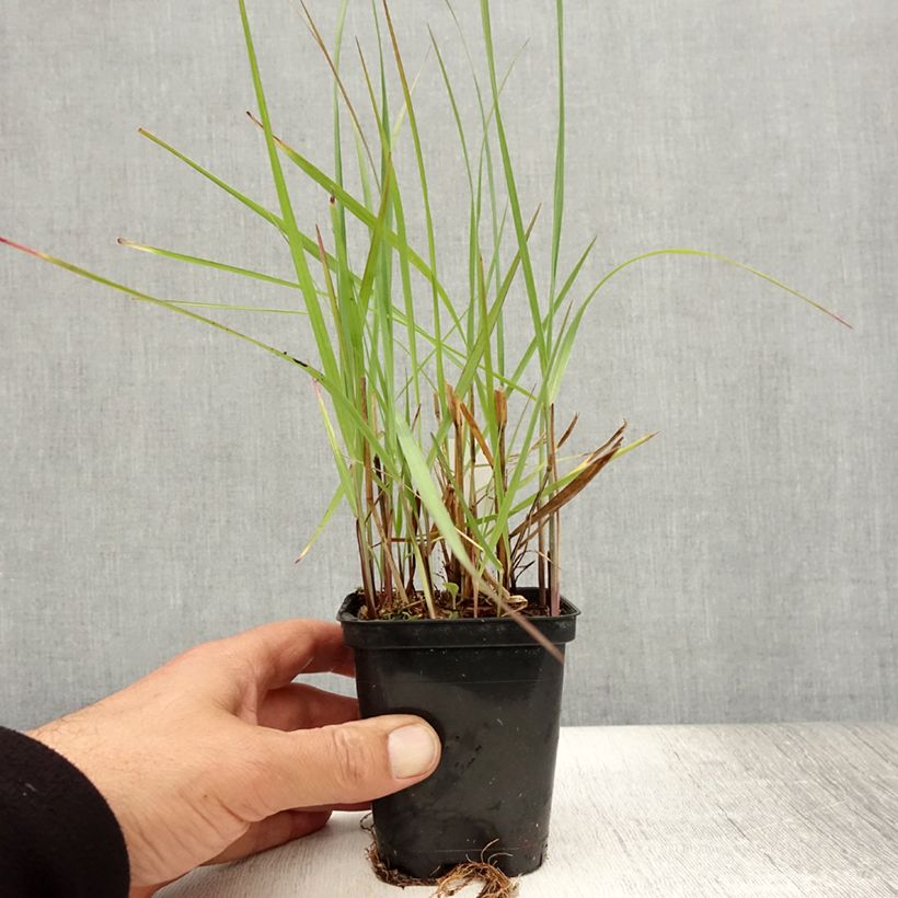 Esemplare di Panicum virgatum Northwind Vasetto da 8/9 cm consegnato in estate