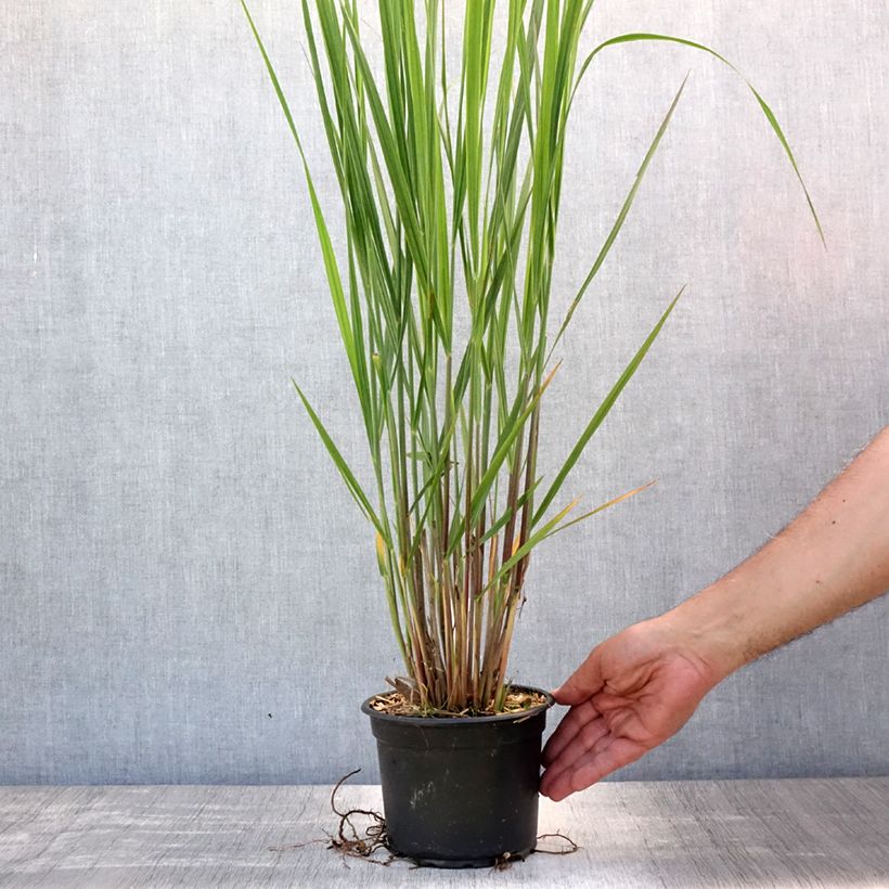 Esemplare di Panicum virgatum Northwind Vaso da 2L/3L consegnato in estate