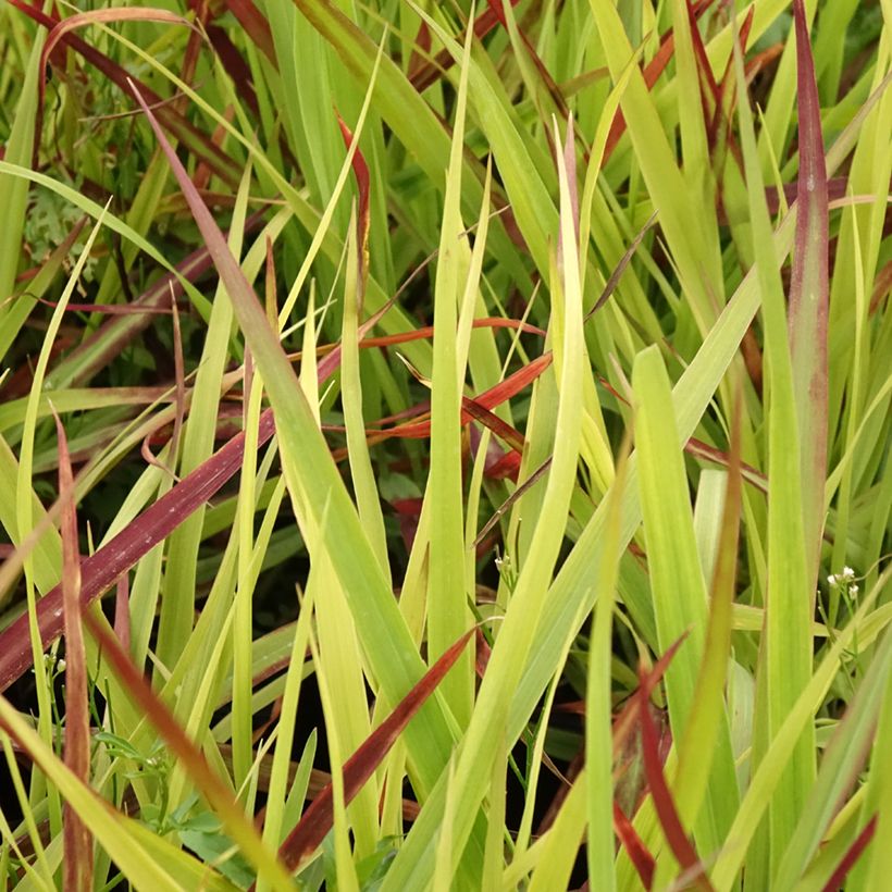 Panicum virgatum Oxblood Autumn (Fogliame)
