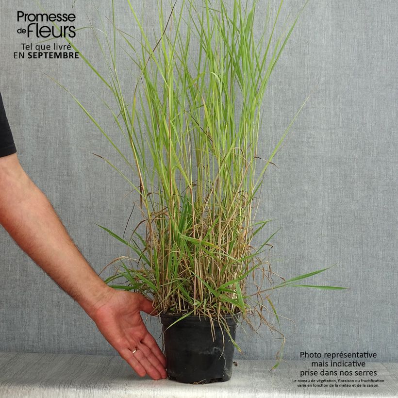 Esemplare di Panicum virgatum Prairie Sky Vaso da 2L/3L consegnato in estate