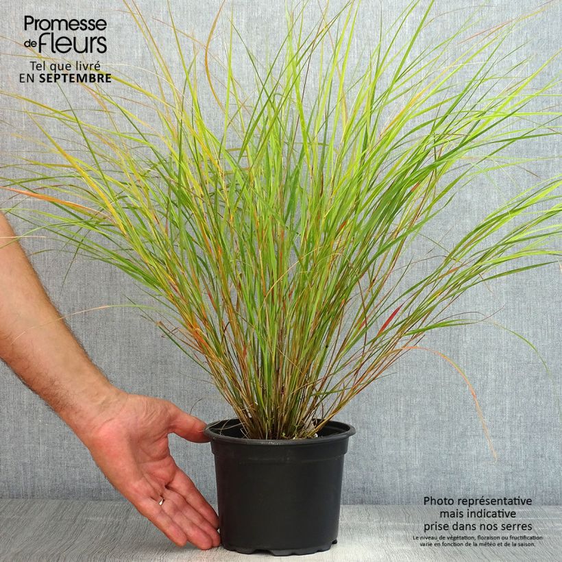 Esemplare di Panicum virgatum Rehbraun Vaso da 2L/3L consegnato in estate