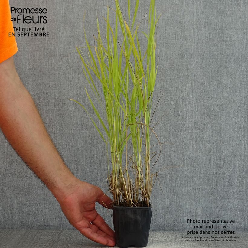 Esemplare di Panicum virgatum Rotstrahlbusch Vasetto da 8/9 cm consegnato in estate