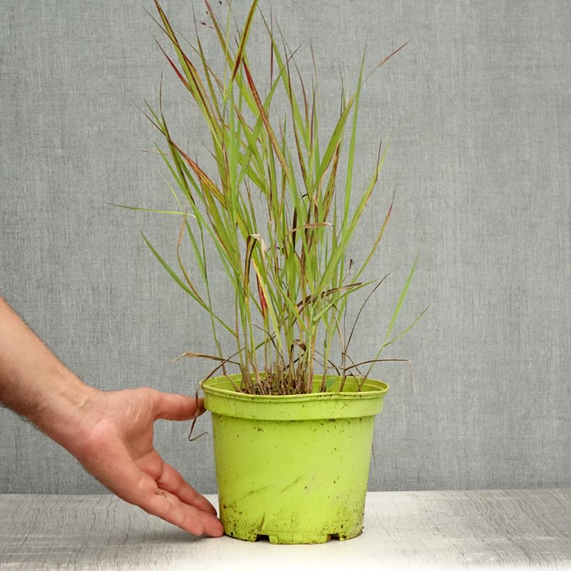 Esemplare di Panicum virgatum Shenandoah Vaso da 2L/3L consegnato in estate