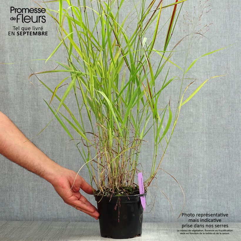Esemplare di Panicum virgatum Squaw Vaso da 2L/3L consegnato in estate