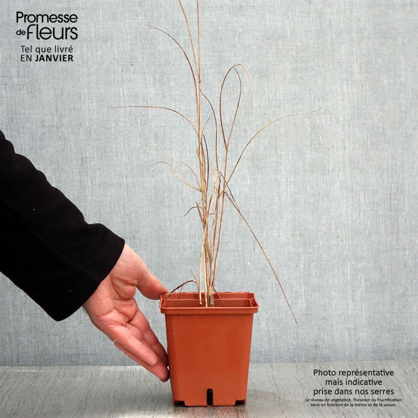 Panicum virgatum Purple Breeze Vaso da 1L/1,5L esemplare consegnato in inverno