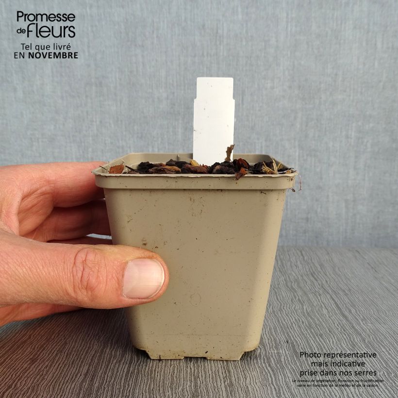 Esemplare di Paris quadrifolia - Uva di volpe Vasetto da 8/9 cm come consegnato in autunno