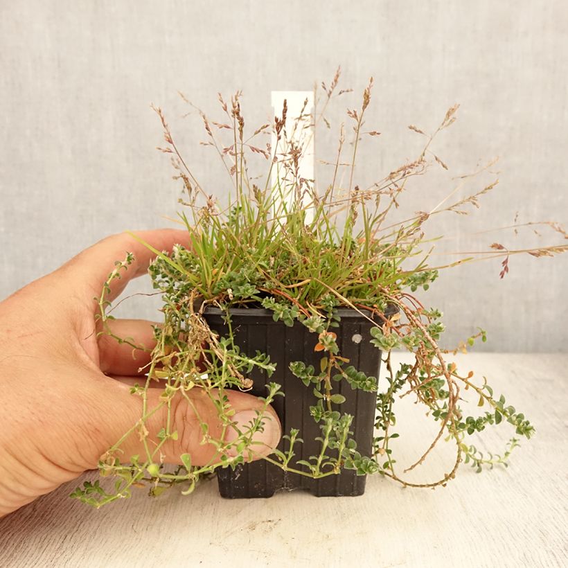Esemplare di Paronychia kapela subsp. serpyllifolia - Paronichia con foglie di serpillo Vasetto da 8/9 cm consegnato in estate