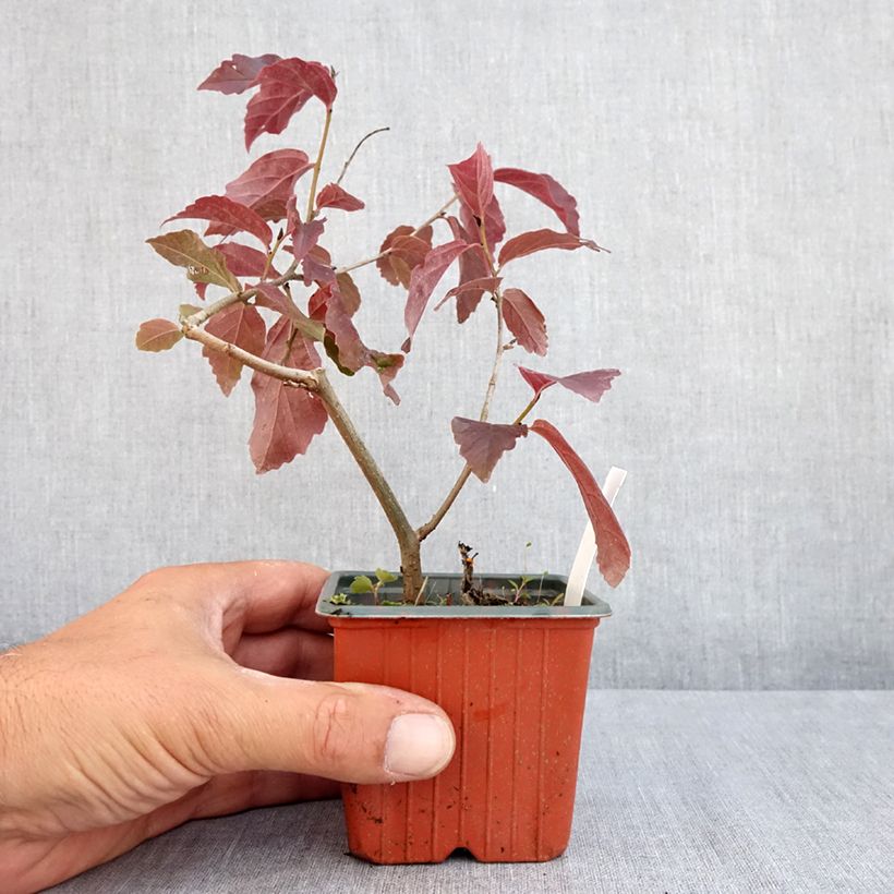 Esemplare di Parrotia persica Bella Vasetto da 8/9 cm consegnato in estate
