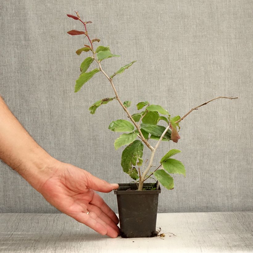 Esemplare di Parrotia persica Vanessa Vasetto da 8/9 cm consegnato in estate