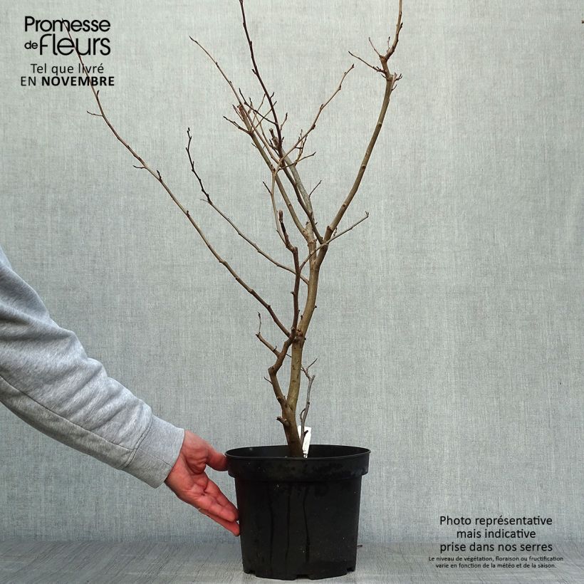 Esemplare di Parrotia persica Vanessa Vaso da 4L/5L come consegnato in autunno