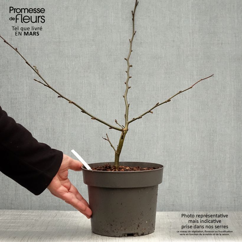 Parrotia persica Vanessa Vaso da 4L/5L esemplare consegnato in primavera