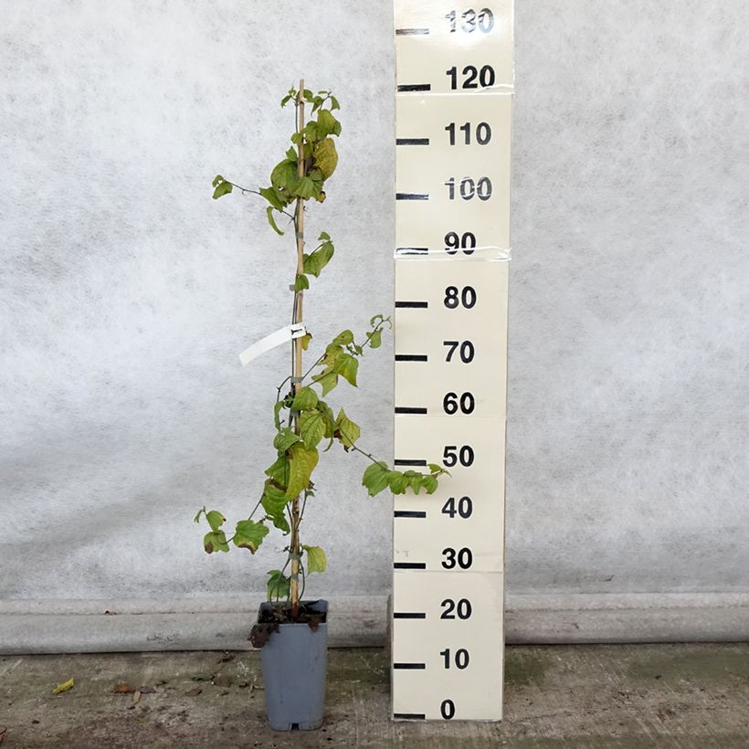 Esemplare di Passiflora citrina Vaso da 3L/4L come consegnato in autunno