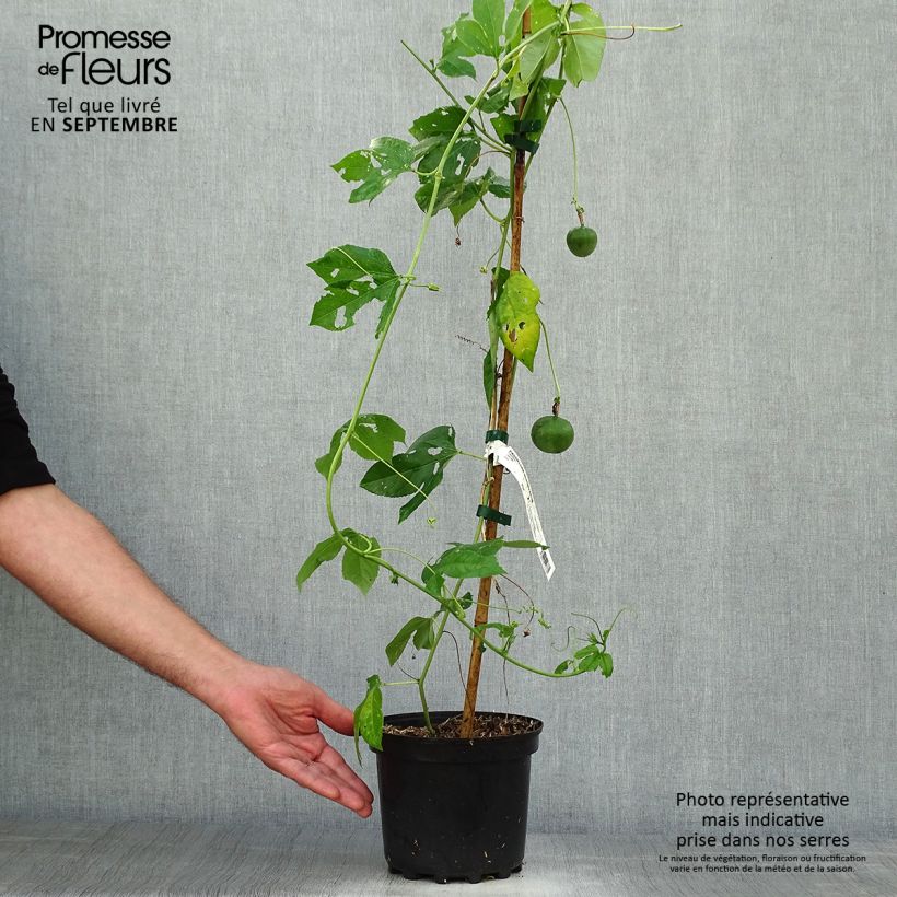 Esemplare di Passiflora incarnata Vaso da 2L/3L come consegnato in autunno