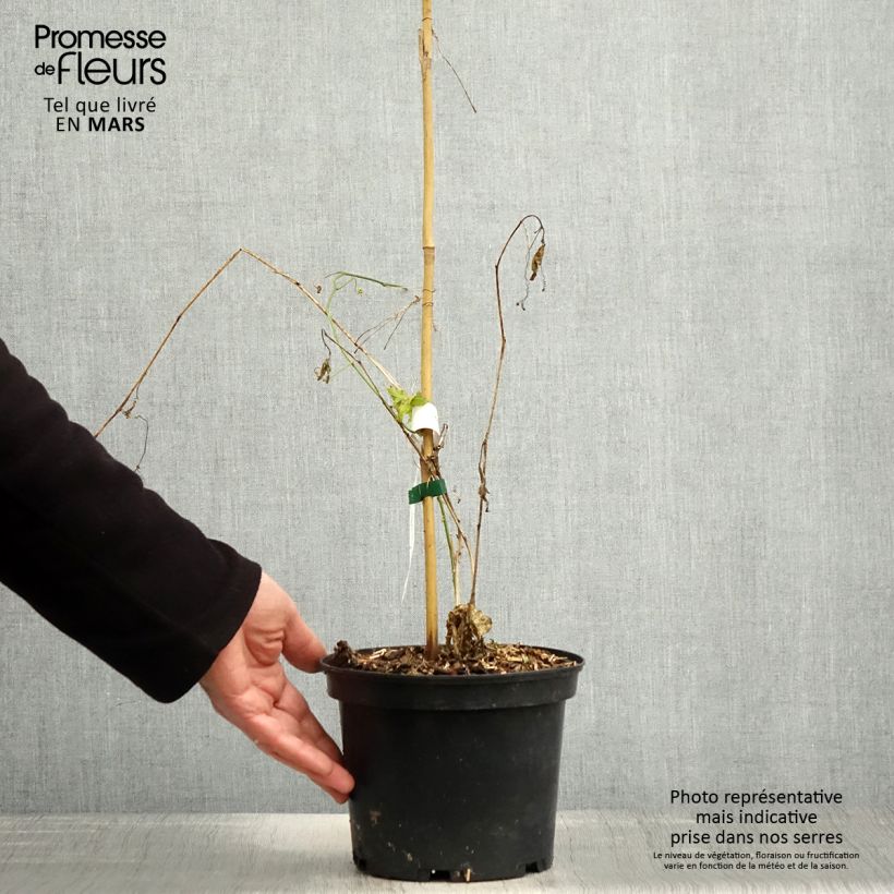 Passiflora incarnata Vaso da 2L/3L esemplare consegnato in primavera