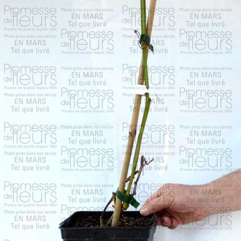 Esempio di esemplare Passiflora alata Vaso da 1,5L/2L come consegnato