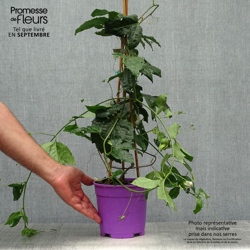Esemplare di Passiflora Byron Beauty Vaso da 2L/3L come consegnato in autunno