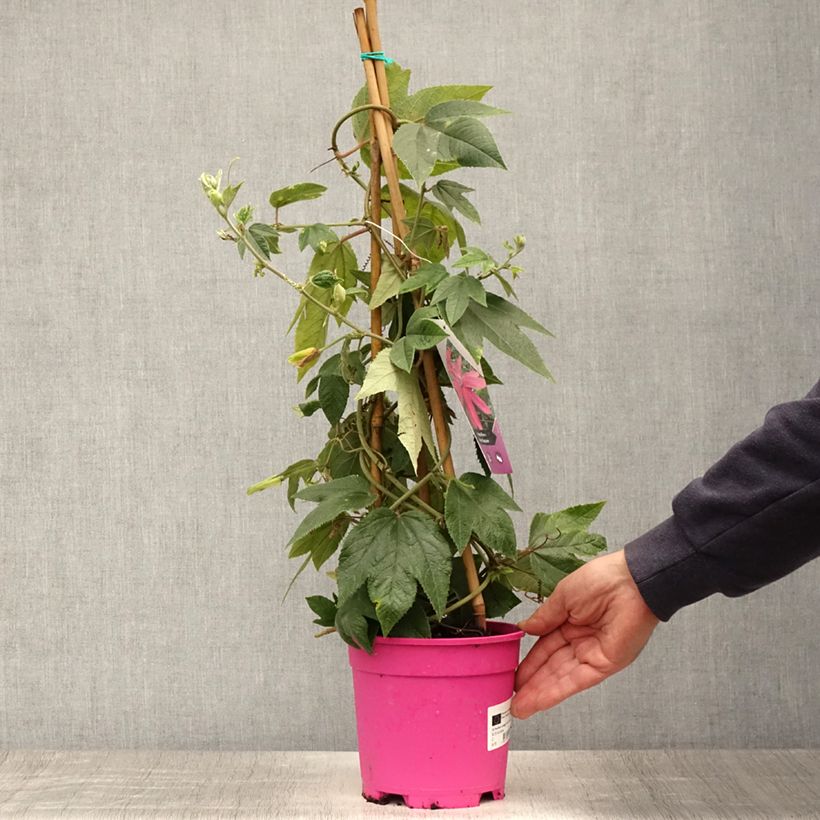 Esemplare di Passiflora insignis Pink Passion Vaso da 2L/3L consegnato in estate
