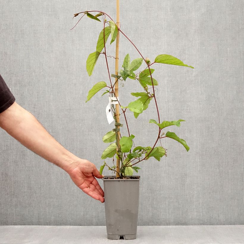 Passiflora Imperatrice Eugénie Vaso da 3L/4LAltezza consegnata circa 60/70cm esemplare consegnato in primavera
