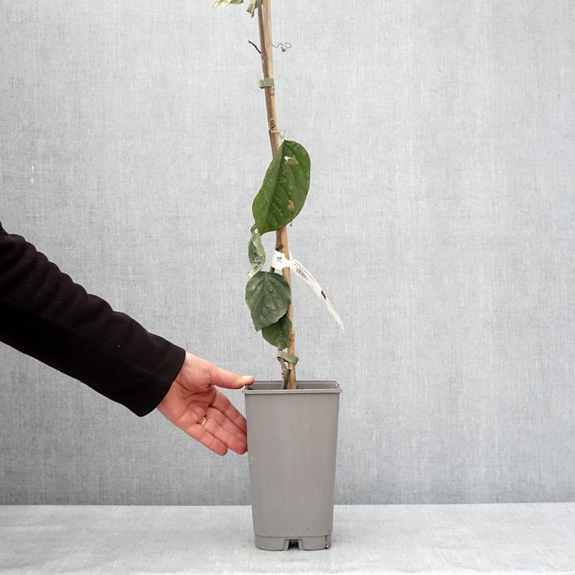 Passiflora quadrangularis Vaso da 3L/4L esemplare consegnato in inverno