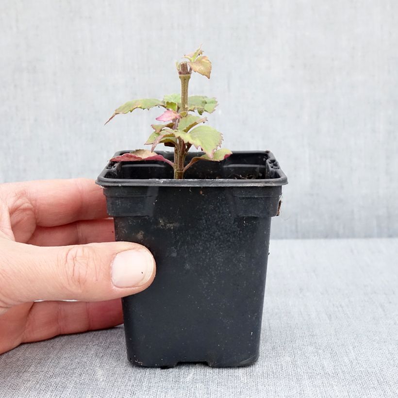 Pogostemon cablin - Patchouli Vasetto da 8/9 cm esemplare consegnato in primavera