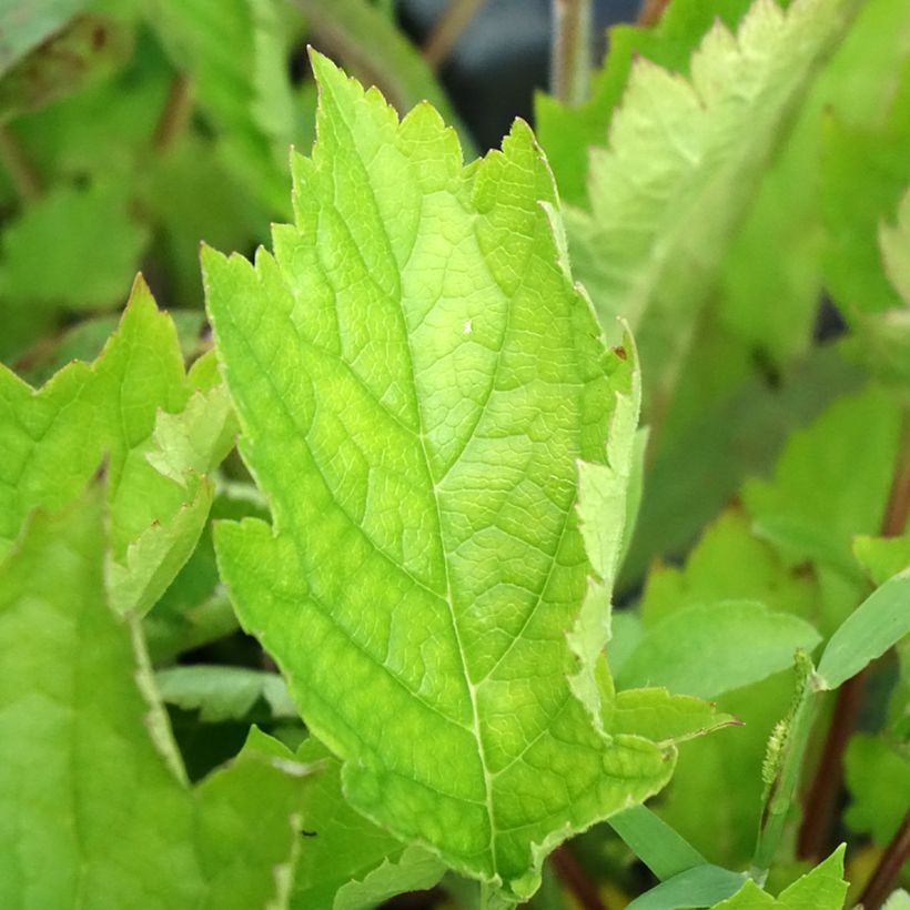 Patrinia gibbosa (Fogliame)