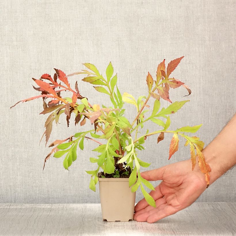 Esemplare di Patrinia monandra Vasetto da 8/9 cm consegnato in estate