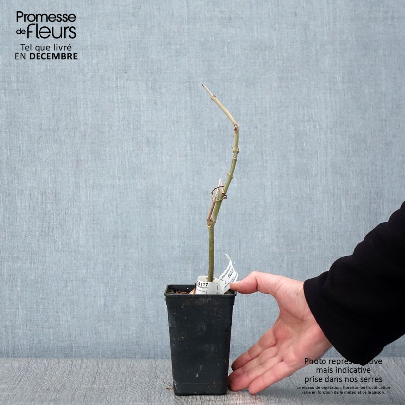 Esemplare di Paulownia fortunei April Light Vaso da 1L/1,5L come consegnato in autunno