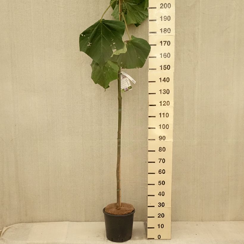 Esemplare di Paulownia fortunei Fast Blue Minfast Vaso da 12L/15L consegnato in estate