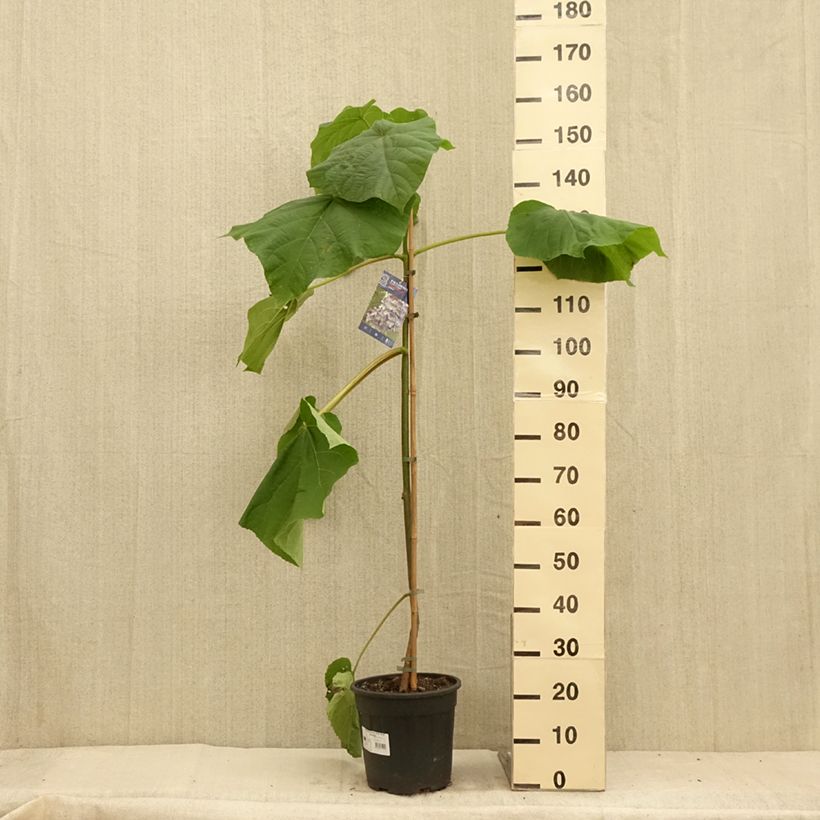 Esemplare di Paulownia fortunei Fast Blue Minfast Vaso da 7,5L/10L consegnato in estate