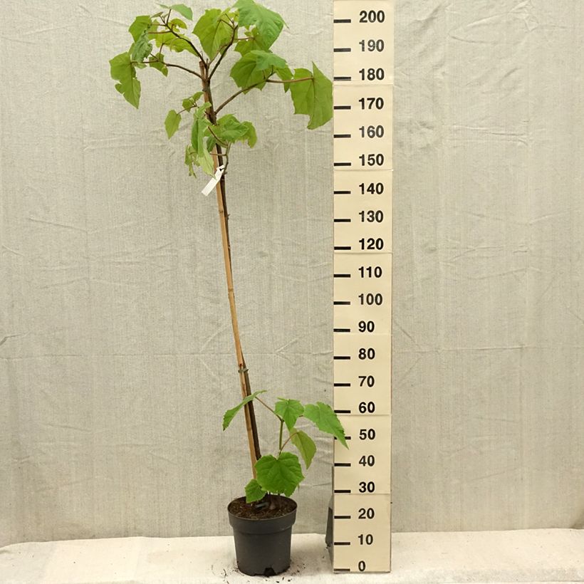 Esemplare di Paulownia tomentosa Vaso da 7,5L/10L consegnato in estate