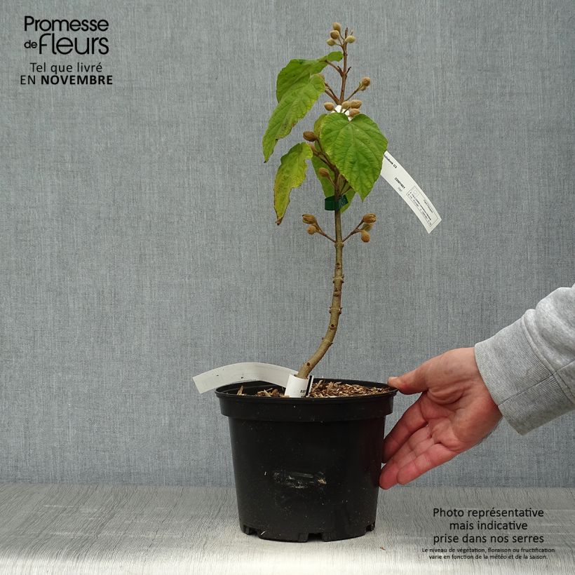 Esemplare di Paulownia tomentosa Hulsdonk Vaso da 3L/4L come consegnato in autunno