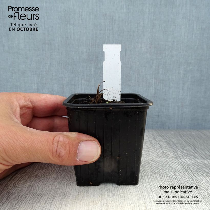 Esemplare di Papaver orientale Harvest Moon Vasetto da 8/9 cm come consegnato in autunno