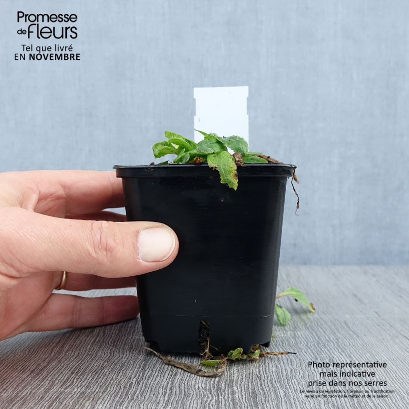 Esemplare di Papaver orientale May Queen Vasetto da 8/9 cm come consegnato in autunno