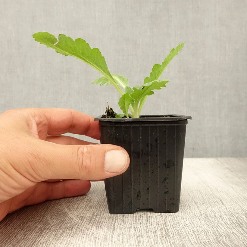 Esemplare di Papaver orientale Patty's Plum Vasetto da 8/9 cm consegnato in estate