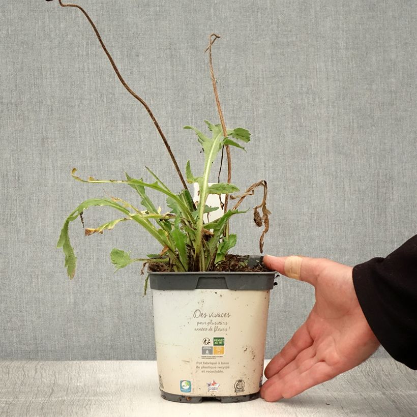 Esemplare di Papaver orientale Royal Wedding Vaso da 2L/3L consegnato in estate