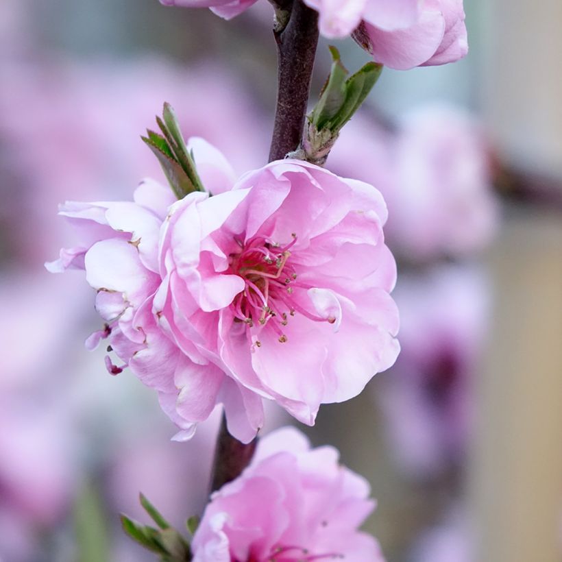 Prunus persica Taoflora Red - Pesco da fiore (Fioritura)