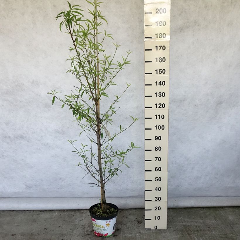 Esemplare di Prunus persica Taoflora White - Pesco da fiore Vaso da 7,5L/10L consegnato in estate