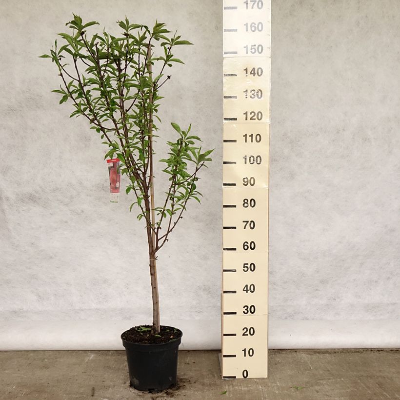 Pesco Amsden Vaso da 7,5L/10L, Vasetto esemplare consegnato in primavera