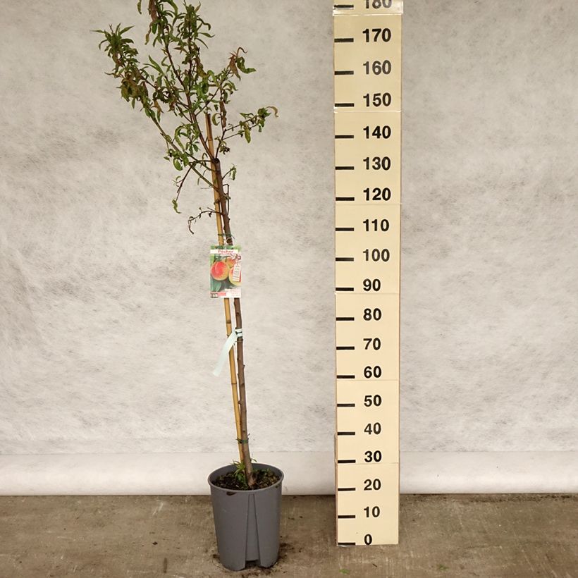 Pesco J.H. Hale Vaso da 7,5L/10L, Vaso impalcato medio esemplare consegnato in primavera